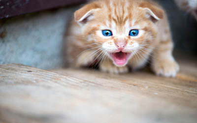 gengibre pequeno gato, angry kitty, gato de olhos azuis, animais de estima&#231;&#227;o, gatos