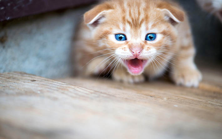 el jengibre peque&#241;o gato, enojado, gatito, gato de ojos azules, mascotas, gatos