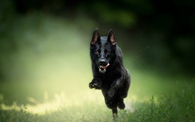 Black German Shepherd, running dog, bokeh, cute animals, summer, black dog, German Shepherd, dogs, German Shepherd Dog