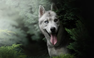 Husky Dog, forest, heterochromia, pets, bokeh, Siberian Husky, dogs, Husky