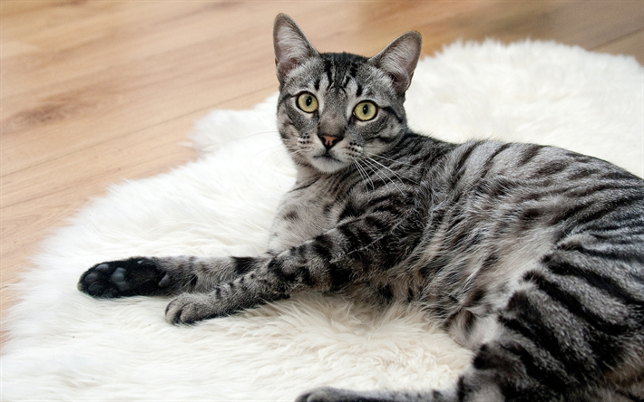American Wirehair gato, cinza gato malhado, gato com olhos verdes, animais fofos, gatos