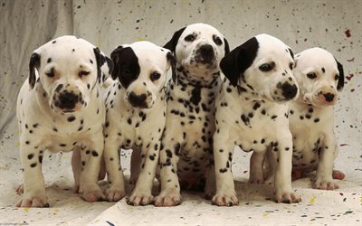 Dalmatian, puppies, family, domestic dog, cute animals, Dalmatian Dog, pets, dogs