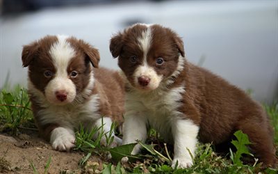 border collie, brown puppies, twins, brothers, cute animals, pets, small dogs