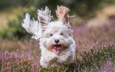 Maltese Dog, running dog, white dog, bokeh, cute animals, pets, dogs, Maltese