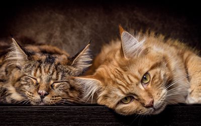 Maine Coon, sleeping cat, fluffy cat, ginger cat, cute animals, ginger Maine Coon, pets, cats, domestic cats, Maine Coon Cat