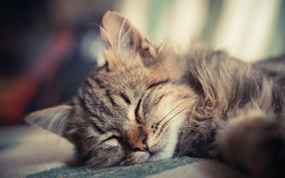 Download wallpapers American Bobtail, sleeping kitten, close-up, pets ...