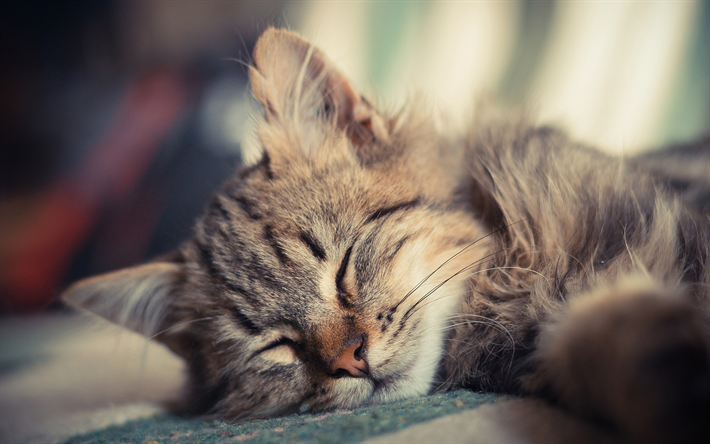 American Bobtail, sleeping kitten, close-up, pets, kitten, domestic cat, cute animals, cats, American Bobtail Cat