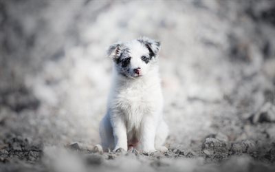 Australian Shepherd, white fluffy puppy, small white dog, aussie, puppy with blue eyes, dogs