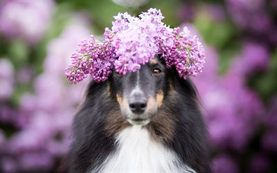 Shetland Sheepdog, flowers, Sheltie, pets, Shetland Collie, close-up, bokeh, shetland sheepdog, dogs, Shetland Sheepdog Dog