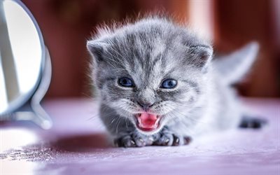 gray little kitten, angry little cat, american shorthair cat, pets, blue eyes, cats