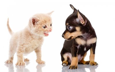 little beige kitten, black little dog, chihuahua, british cat, kitten and puppy, cat and dog, friendship