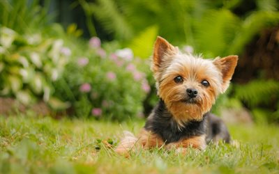 Yorkie, bokeh, lawn, Yorkshire Terrier, green grass, cute animals, pets, dogs, Yorkshire Terrier Dog
