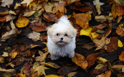 maltese, white small puppy, autumn, yellow dry leaves, puppies, dogs, pets