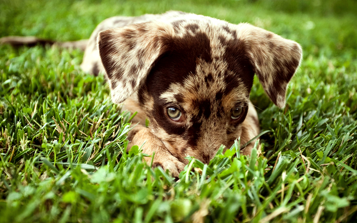 ボーダー collie, 茶犬のスポット, ペット, かわいい子犬, 緑の芝生, 小動物, 犬