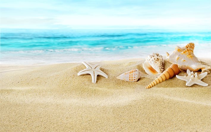 砂, 海洋, 海岸, 貝殻, ビーチ