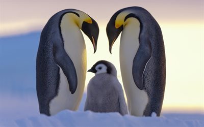 pingviner, sn&#246;, norr, vinter, is