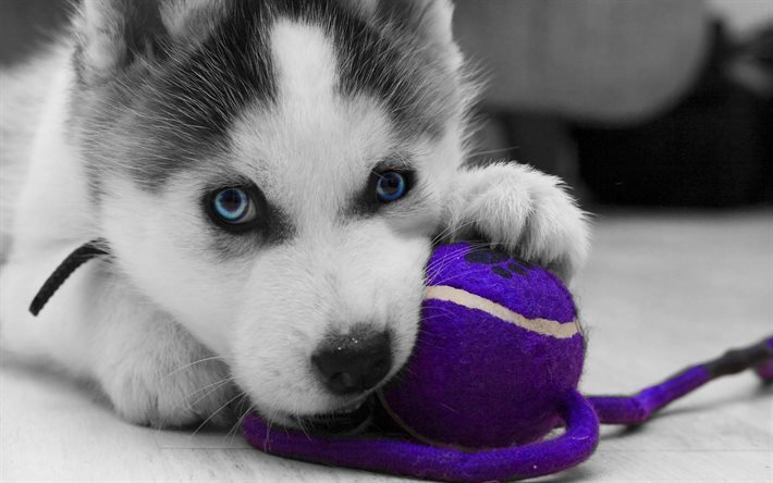 子犬, シベリアンハスキー, 青い眼, 犬, かわいい動物たち, ハスキー