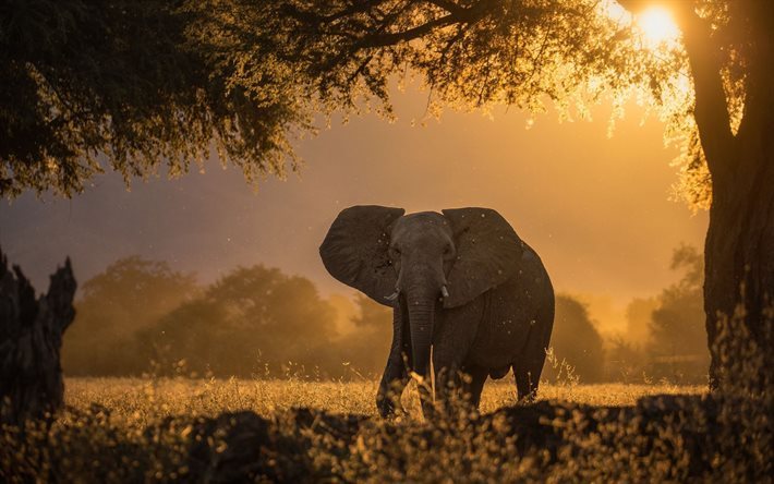 elefant, sunset, Afrika, vilda djur