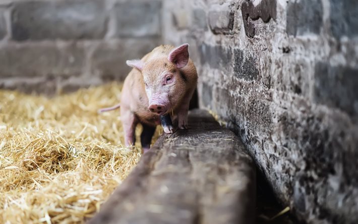 maialino, simpatici animali, fieno, fattoria, maiale, porcellino