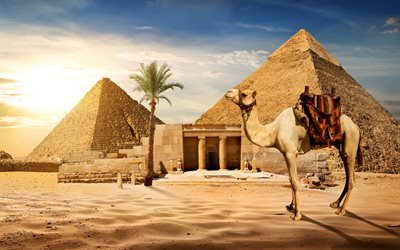 Egitto, il Cairo, le piramidi, turismo, escursioni, passeggiate a dorso di cammello, sabbia, deserto, cammello, il Cairo punti di riferimento