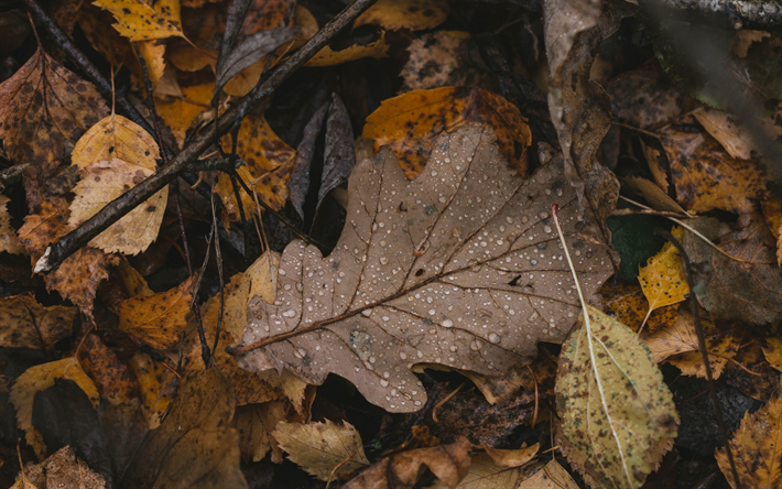 fallen leaf, autumn, dry leaves, drops of dew