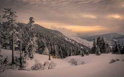winter mountain landscape, forest, sunset, evening, snow, mountains, winter