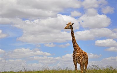 giraffe, Africa, wildlife, clouds, long neck