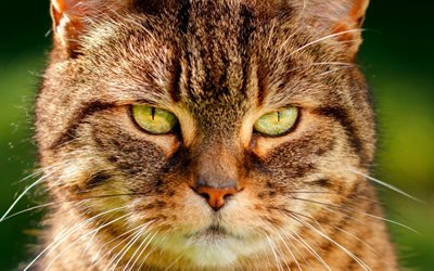 American Gato de Pelo corto, ojos verdes, de cerca, los gatos dom&#233;sticos, hocico, mascotas, gatos, gato lindo, American Shorthair