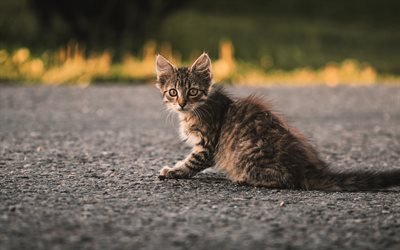 little gray kitten, road, cute animals, pets, cats, american shorthair cat
