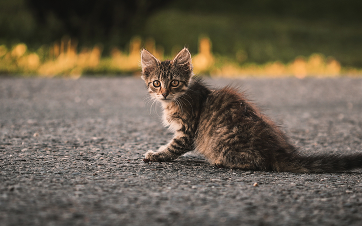 petit chaton gris, de la route, des animaux mignons, des animaux de compagnie, chats, chat american shorthair