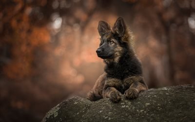 German shepherd, black fluffy puppy, pets, small cute dog, puppy, forest, autumn