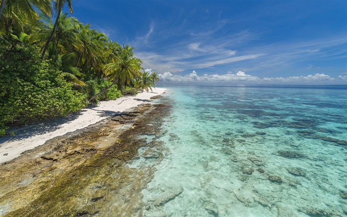 costa, ilha tropical, ver&#227;o, palmeiras, oceano, praia, areia, Maldivas