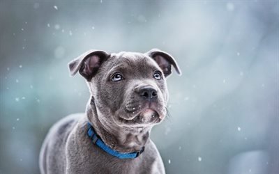 Staffordshire Bull Terrier, puppy, gray dog, cute animals, dogs, pets, Staffordshire Bull Terrier Dog