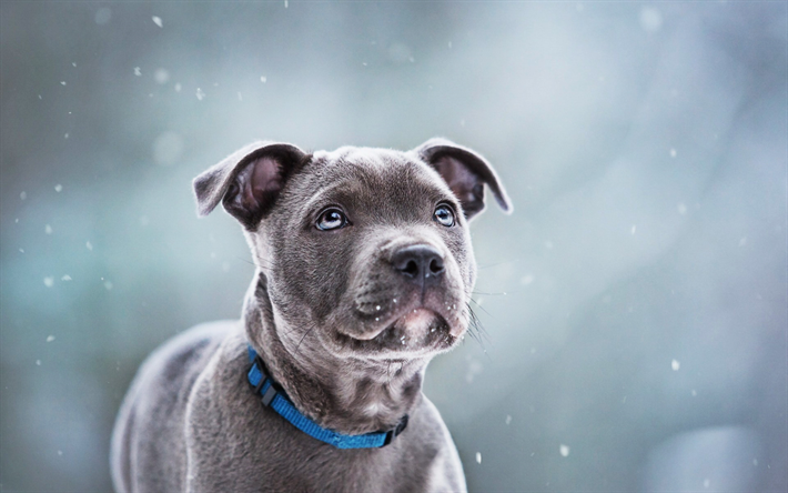 Download wallpapers Staffordshire Bull Terrier, puppy, gray dog, cute animals, dogs, pets