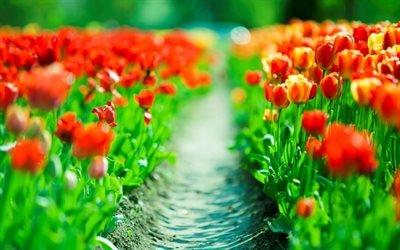 tulipas vermelhas, bokeh, HDR, verão, campo de flores, tulipas