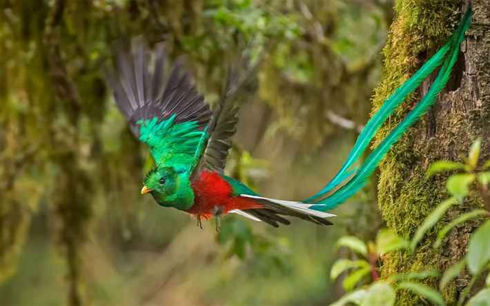 Str&#229;lande quetzal, vacker f&#229;gel, regnskogen, Costa Rica, Sydamerika