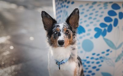 Australian Shepherd, young dog, spotted dog, pets, dogs, cute animals, Aussies