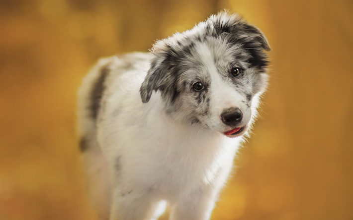 bianco cucciolo, aussie, simpatico e piccolo cane, animali domestici, cuccioli, Pastore Australiano, cani