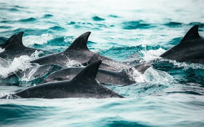 dolphins, sea, flock of dolphins, waves, mammals, dolphins in the sea