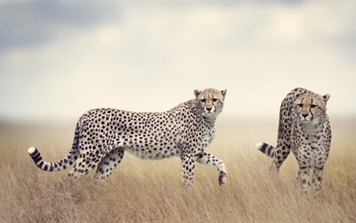 gepardi, 5K, Afrikka, wildlife