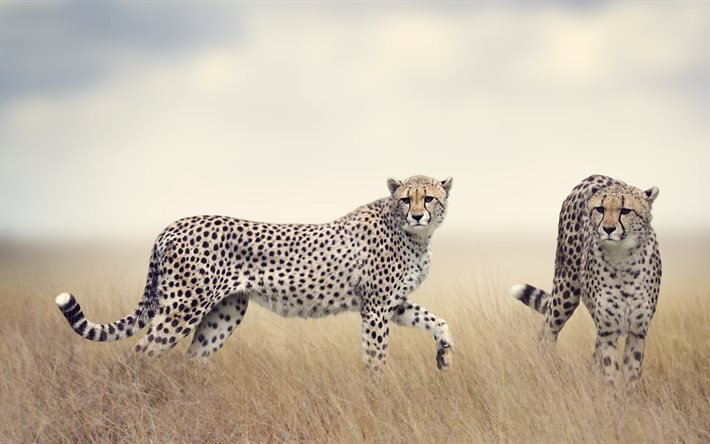 el guepardo, 5K, &#193;frica, fauna