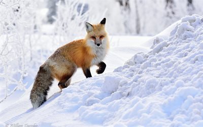 fox, faune, for&#234;t, hiver, neige