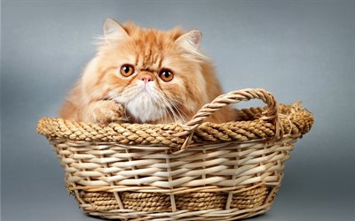 gatinho, Gato persa, gato peludo, cesta de, animais de estima&#231;&#227;o, animais fofos