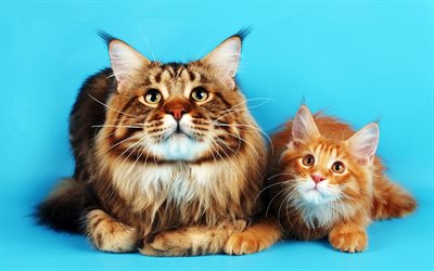 Maine Coon, ginger cats, cute animals, furry cats