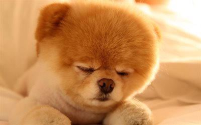 Boo, cute animals, sleeping boo, puppy, dogs, spitz, funny dog, Pomeranian dog, pets, Pomeranian Spitz