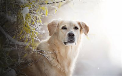 Golden retriever, c&#227;o bonito, animais de estima&#231;&#227;o, cachorro, inverno, neve