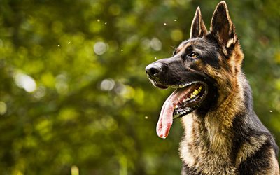 German Shepherd, summer, cute animals, bokeh, pets, dog with big ears, dogs, German Shepherd Dog