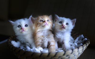 little cute kittens, basket, fluffy little cats, pets, cute animals