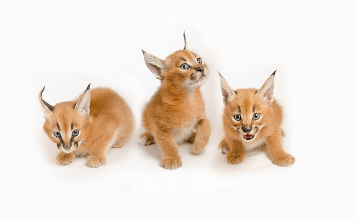 lynx, caracals, small cubs, wild cats, steppe lynx