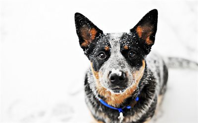 Blue Heeler, winter, Australian Cattle Dog, close-up, dogs, Australian Bouvier Dog, pets, Australian Heeler, Queensland Heeler